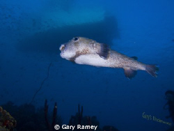 Large Puffer at Buddy Dive by Gary Ramey 